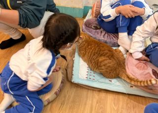 cats10