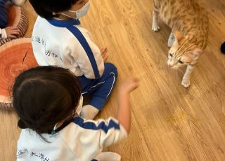 cats11