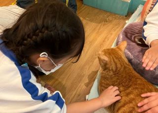 cats12