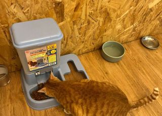 cats15