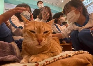 cats3