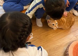 cats5