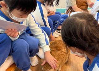 cats6