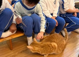 cats7