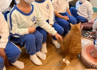 cats8