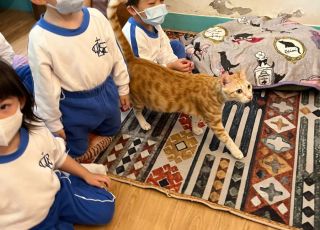 cats9
